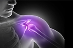 What Are the Different Parts of the Shoulder Anatomy?