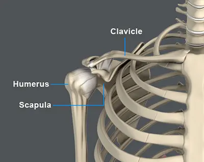 Shoulder Anatomy - 2 - Educational Photo