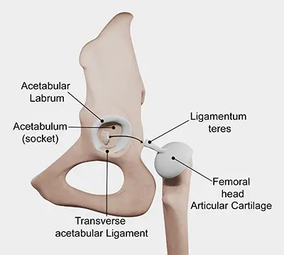 Cartilage defects - Benjamin Domb MD