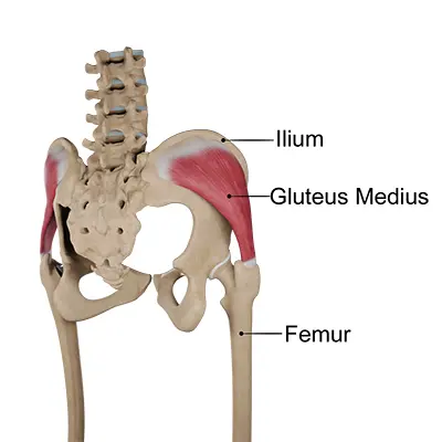 Hip Brace - Benjamin Domb MD