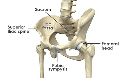 Anatomy of the Hip Joint - Benjamin Domb MD