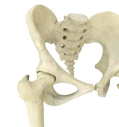 Minimally Invasive Total Hip Replacement - Benjamin Domb MD