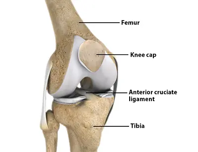 Knee Arthroscopy