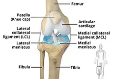 Knee Anatomy