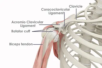 Shoulder Anatomy - 1 - Educational Photo