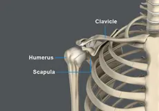 Shoulder Anatomy