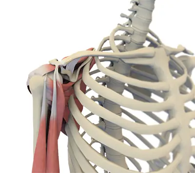 Shoulder Anatomy - 6 - Educational Photo